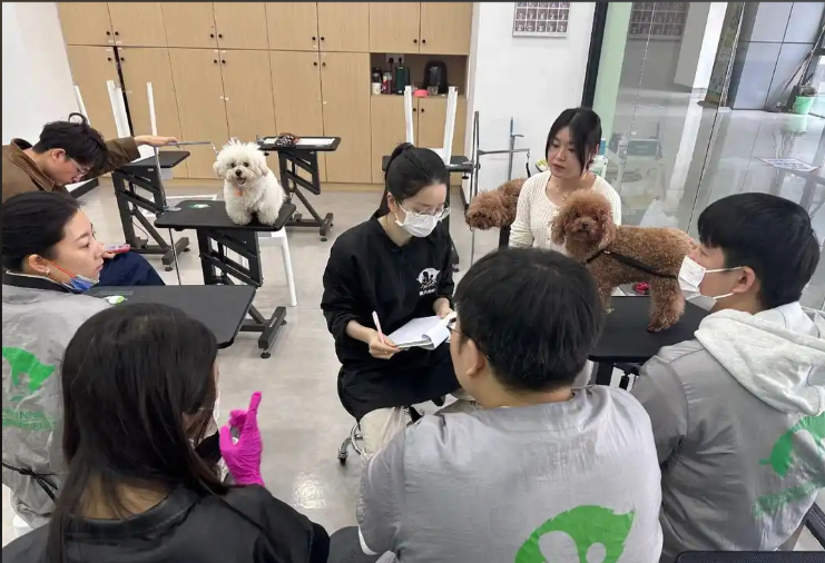 苏州市宠物美容宠物美容培训学校 - 哪里好